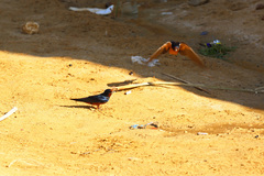 Hirundo rustica savignii