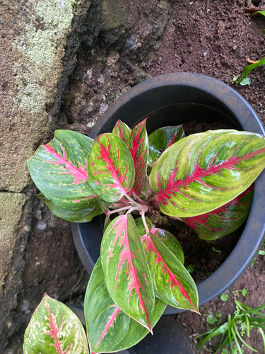 Aglaonema observed 2026-09-29