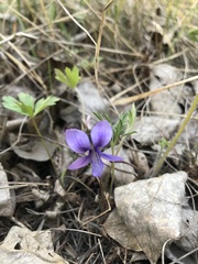 Viola dissecta