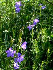 Campanula stevenii