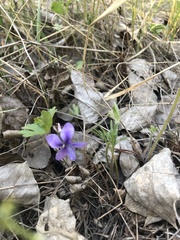 Viola dissecta