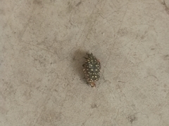 Protaetia niveoguttata