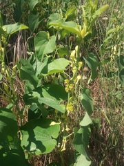 Aristolochia clematitis