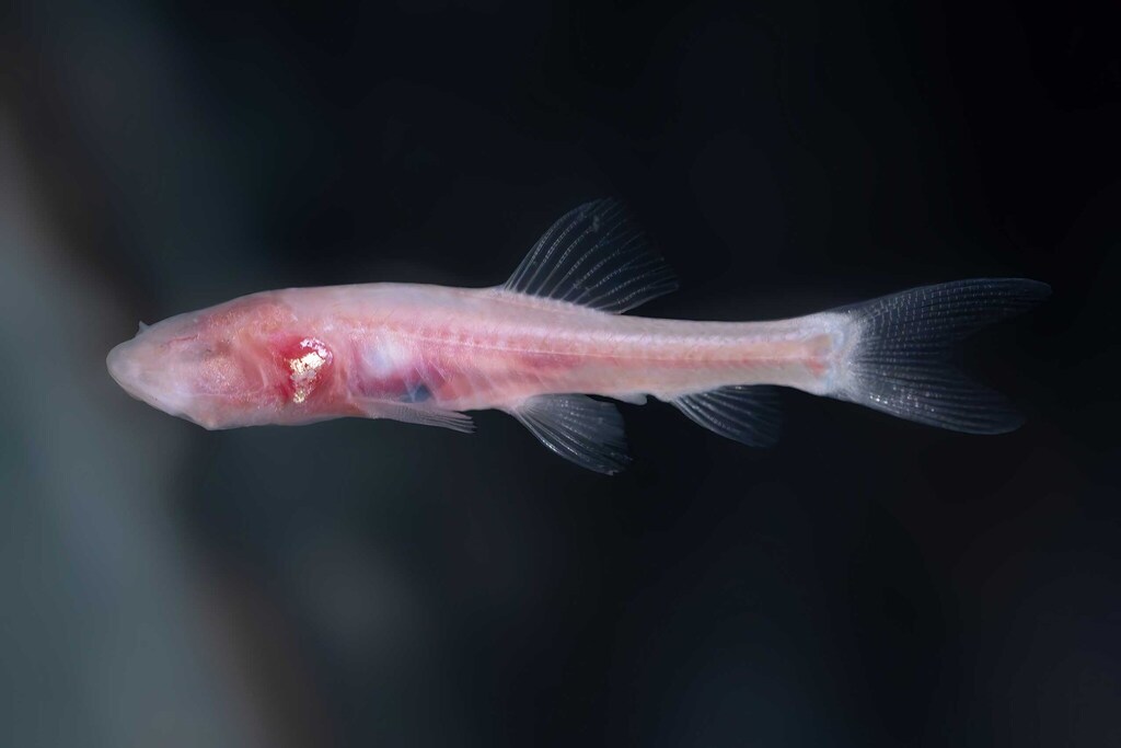 Haditha cavefish