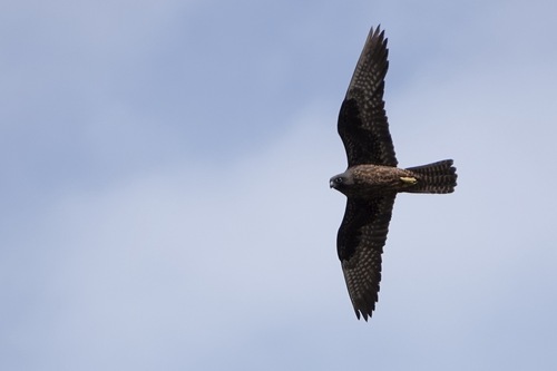 iNaturalist image