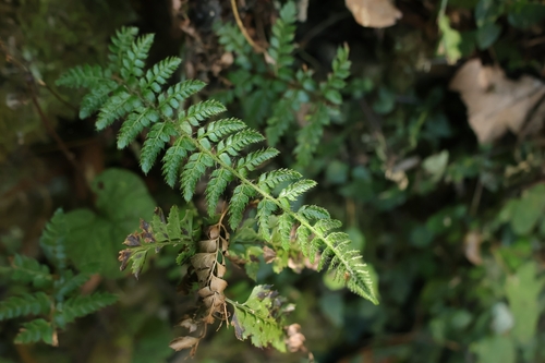 Polystichum makinoi observed 2026-09-29