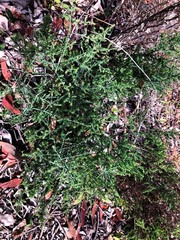 Maireana microphylla