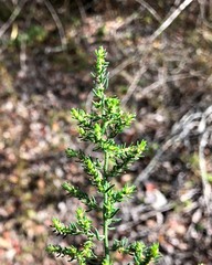 Maireana microphylla