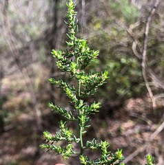 Maireana microphylla