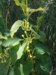 Aristolochia clematitis