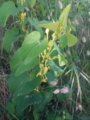 Aristolochia clematitis