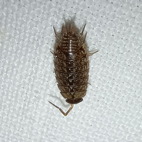 Common Striped Woodlouse