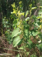 Aristolochia clematitis