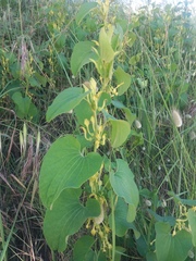 Aristolochia clematitis