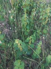 Aristolochia clematitis