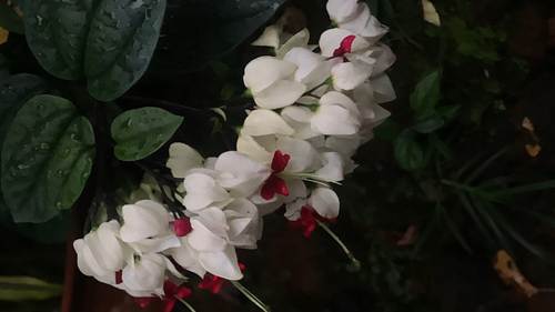 Clerodendrum thomsoniae observed 2026-09-29