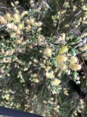 Salix repens