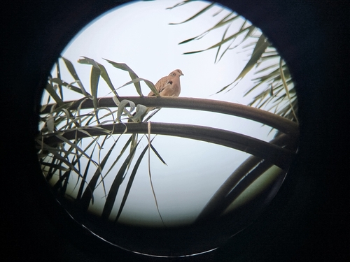 Spotted Dove
