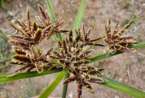 Cyperus vaginatus, 2026-09-29