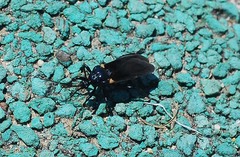 Ectrychotes andreae