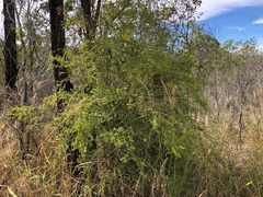 Pittosporum viscidum