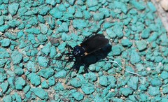 Ectrychotes andreae
