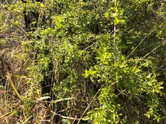 Pittosporum viscidum