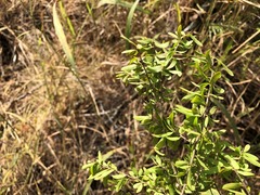 Pittosporum viscidum