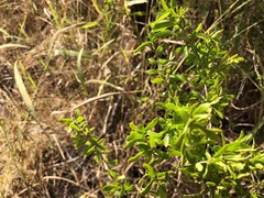 Pittosporum viscidum