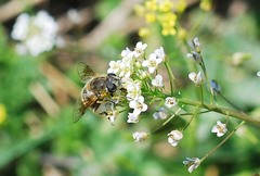 Eristalis