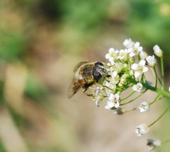 Eristalis