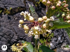 Asclepias similis