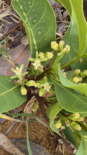 Dichapetalum observed 2026-09-29