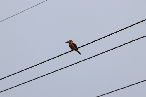 Stork-billed Kingfisher (Bornean)