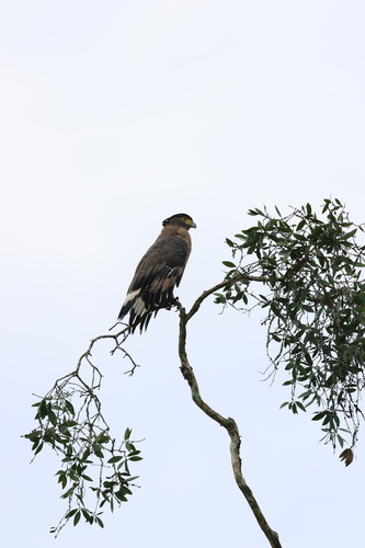 Sarawak Serpent-Eagle