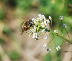 Eristalis