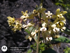 Asclepias similis