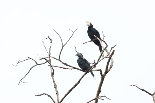 Black Hornbill