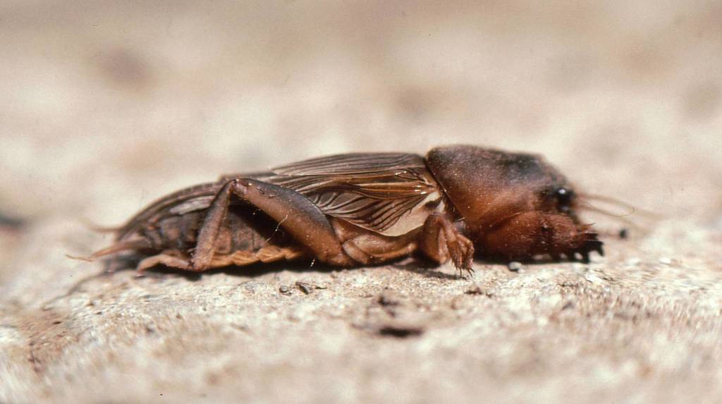 Mole Cricket