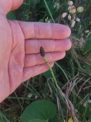 Equisetum ramosissimum ramosissimum
