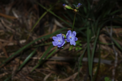 Orthrosanthus multiflorus, 2026-09-21