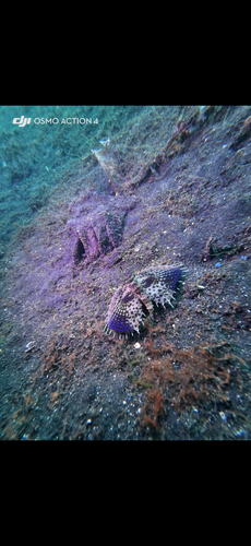 Dactyloptena observed 2026-09-29