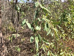 Santalum lanceolatum