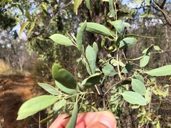 Santalum lanceolatum