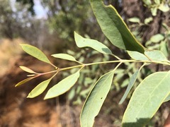 Santalum lanceolatum