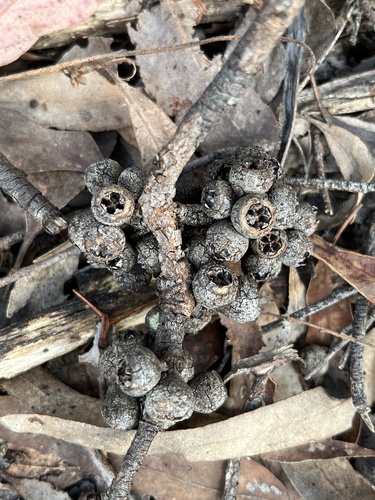 Eucalyptus baxteri, 2026-09-28