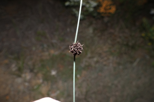 Chorizandra enodis, 2026-09-21