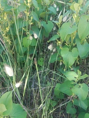 Equisetum ramosissimum ramosissimum