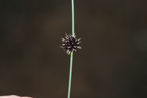 Chorizandra enodis, 2026-09-21