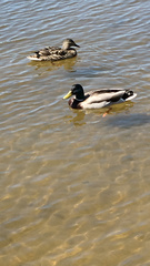Anas platyrhynchos